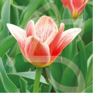 Tulipe Kaufmanniana Early Harvest