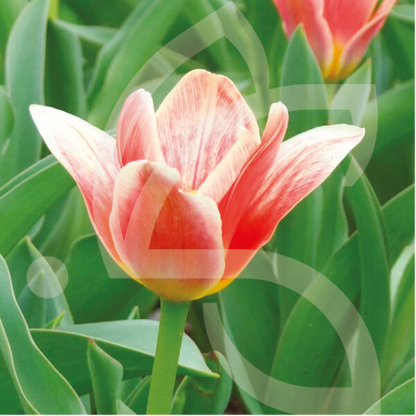 Tulipe Kaufmanniana Early Harvest