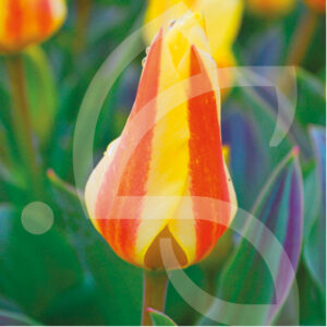 Tulipe Greigii Miskodeed