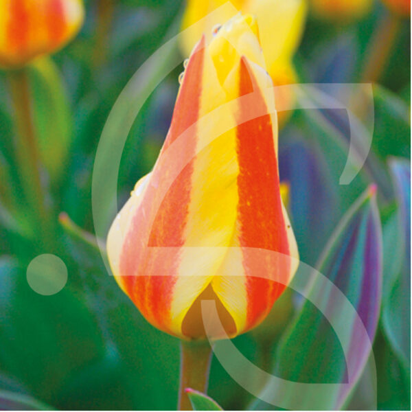 Tulipe Greigii Miskodeed