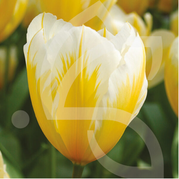Tulipe Fosteriana Sweetheart