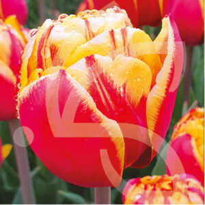 Tulipe Double Hative Bonanza