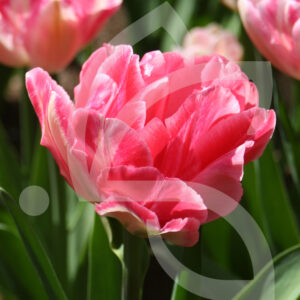 Tulipe Double Hative Foxtrot
