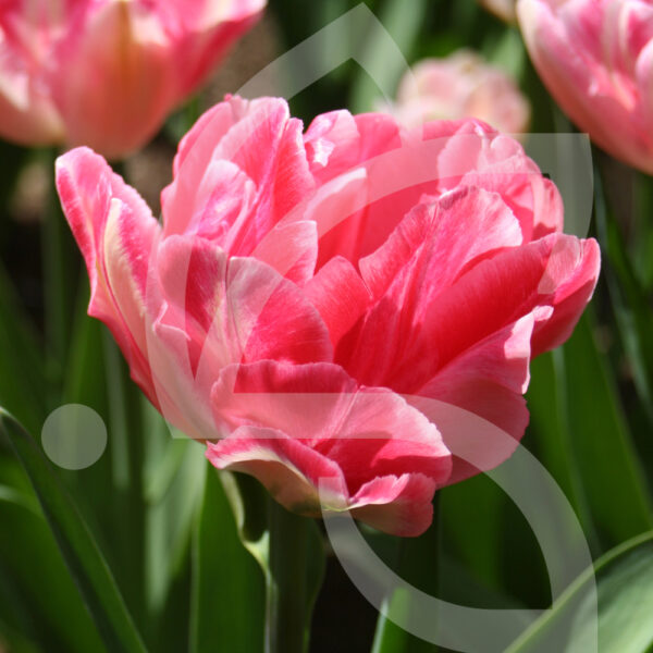 Tulipe Double Hative Foxtrot