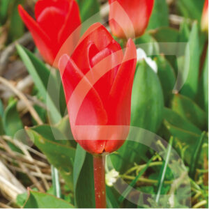 Tulipe Kaufmanniana Showwinner