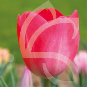 Tulipe Darwin VAN EIJCK