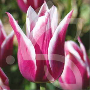 Tulipe Fleur de Lys Claudia