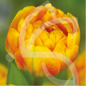 Tulipe Double tardive Sun Lover
