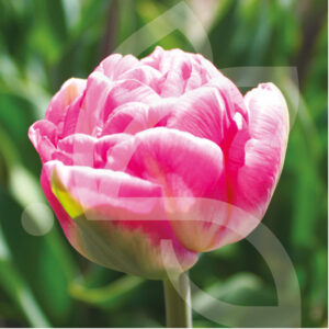 Tulipe Double Tardive Vogue