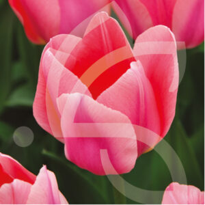 Tulipe Simple Hative Apricona