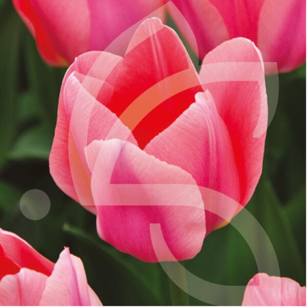 Tulipe Simple Hative Apricona