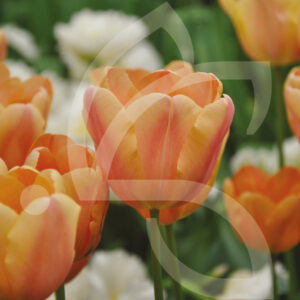 Tulipe Triomphe Apricot Foxx