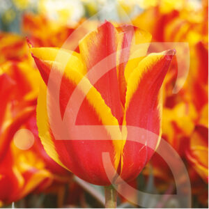 Tulipe Simple Hative Flair