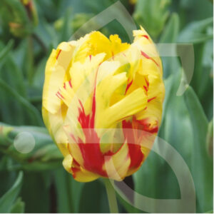 Tulipe Perroquet Texas Flame