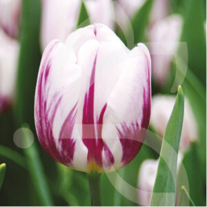 Tulipe Triomphe Flaming Flag