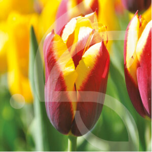 Tulipe Triomphe Gavota