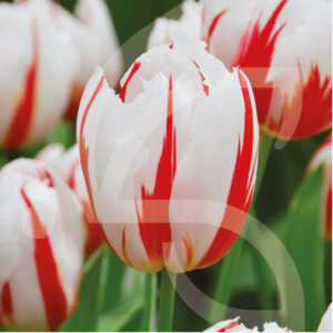Tulipe Triomphe Happy Génération