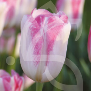 Tulipe Triomphe Infinity