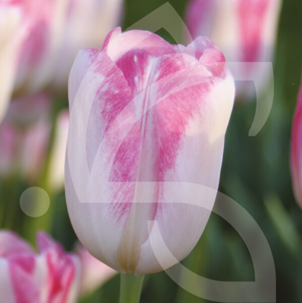 Tulipe Triomphe Infinity