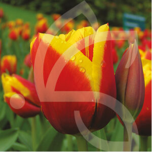 Tulipe Triomphe Kees Nelis