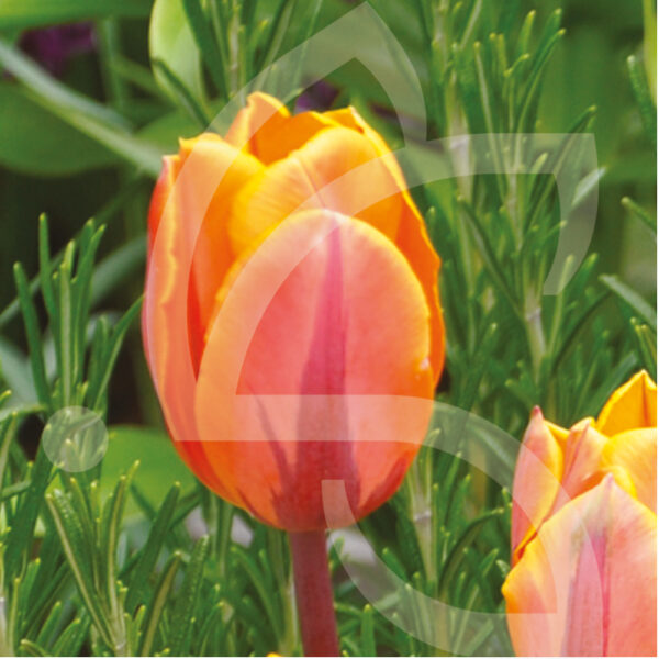 Tulipe Triomphe Princess Irène