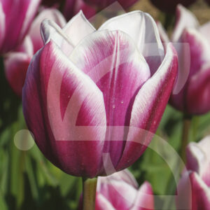 Tulipe Triomphe Synaeda Blue
