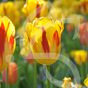 Tulipe Triomphe Washington