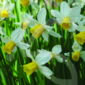 Narcisse Cyclamen Jack Snipe