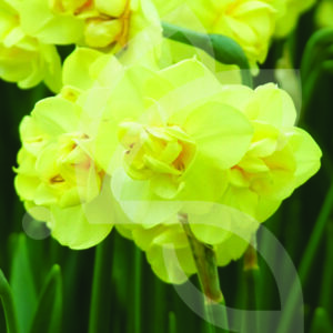 Narcisse Double Yellow Cheerfulness