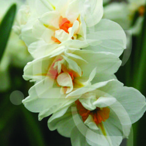 Narcisse Double Cheerfulness