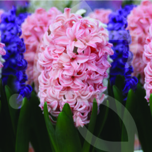 Jacinthe Orientale Fondant