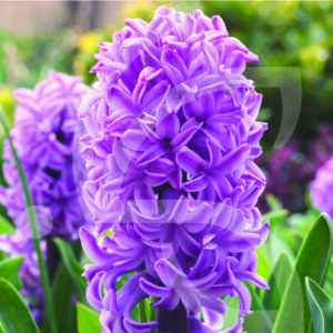 Jacinthe Orientale Purple Voice