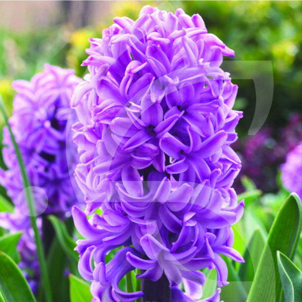 Jacinthe Orientale Purple Voice
