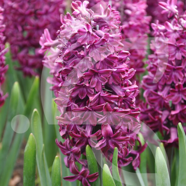 Jacinthe Orientale Woodstock