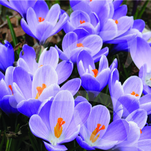 Crocus Vernus Flower Record