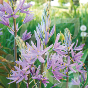 Camassias Cusickii