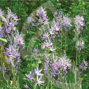 Camassias Leichtlinii Caerulea