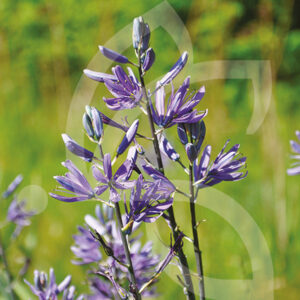 Camassias Quamash