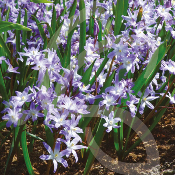 CHIONODOXA Forbesii Blue Giant
