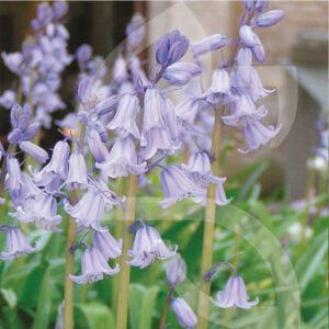 Hyacinthoides Non Scripta Jacinthe des Bois