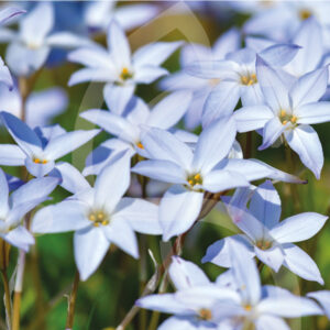 Ipheion Uniflorum