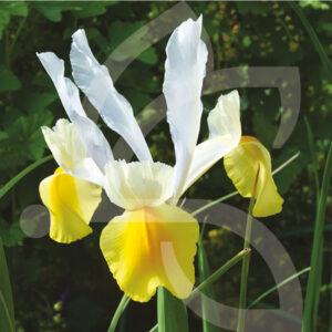 Iris Hollandica - Apollo
