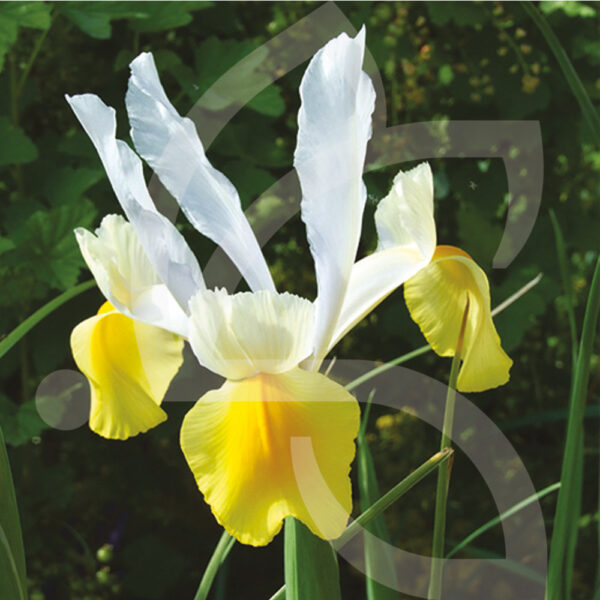 Iris Hollandica - Apollo