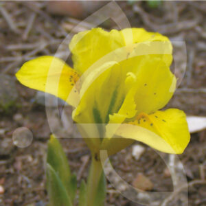 Iris Nains Danfordiae