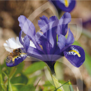 Iris Reticulata Harmony