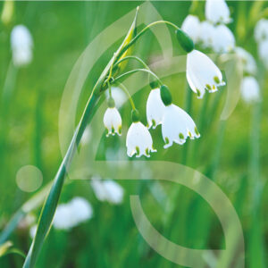Leucojum Gravetye Giant