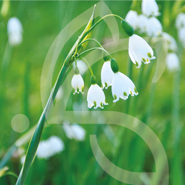 Leucojum Gravetye Giant