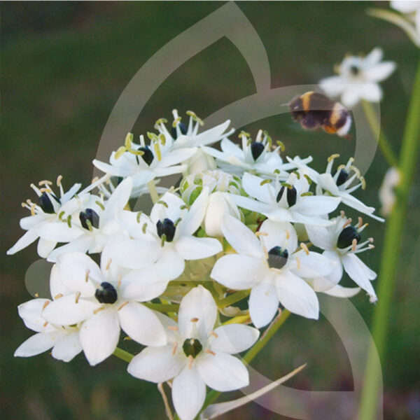 Ornithogales Arabicum