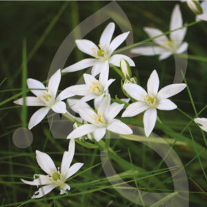 Ornithogale Unbellatum