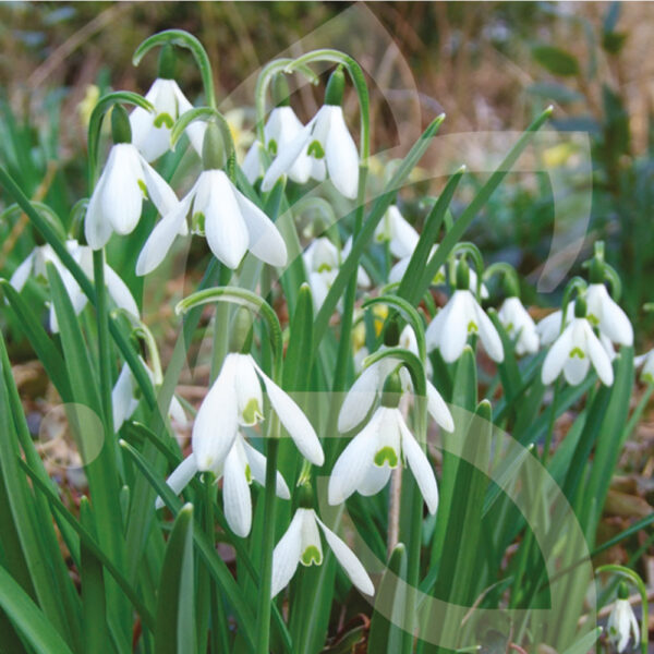 Perce-Neige Nivalis